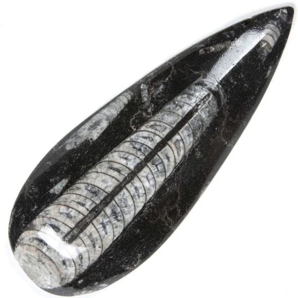 Kalifano - Natural Orthoceras Fossil From Morocco - Picture 1 of 4